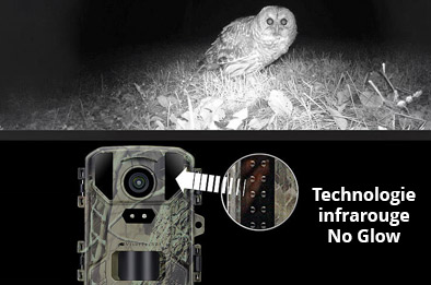 Chouette filmée de nuit par la caméra de chasse grâce à la technologie infrarouge invisible No Glow